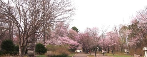 桜が満開でした！