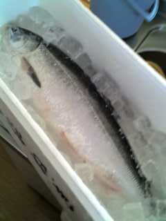 ケイジ!初水揚げ!