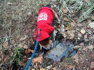 こーいうお水が大事なんですって。