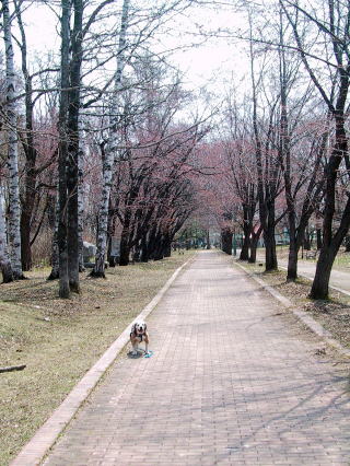 公園の桜も色づいてきました。