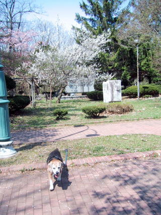 桜の後に梅ですか。