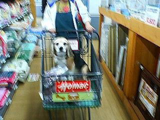 ビビッています。