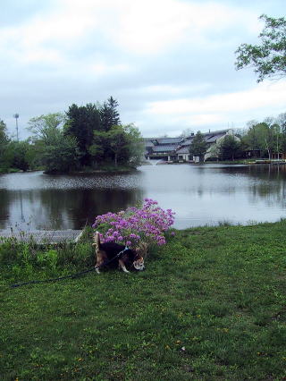 公園のお池は、にぎやかです。