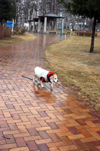 雨です。