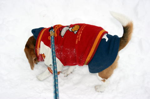 また雪降ってきましたね。