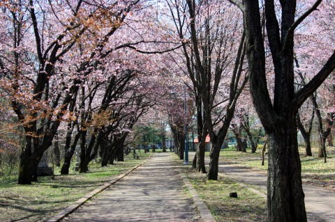 桜咲きました。