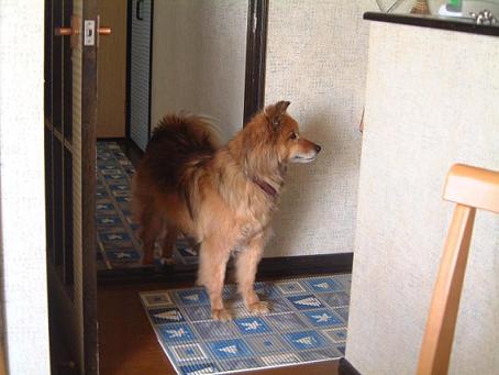 犬が脱走中です、再度お願い