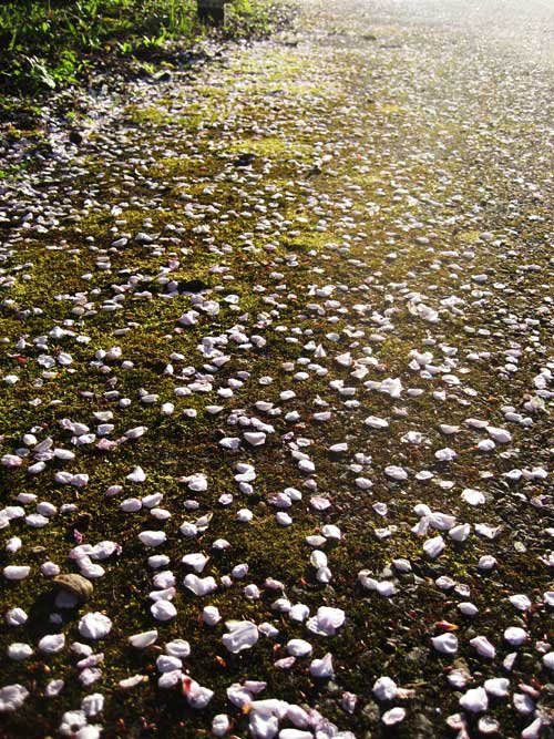 花びらは散っても花は散らず