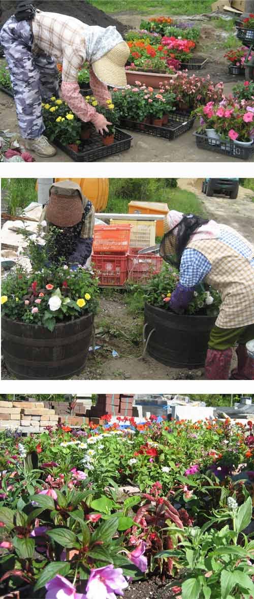 花植えにビューティー