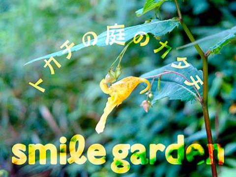 森