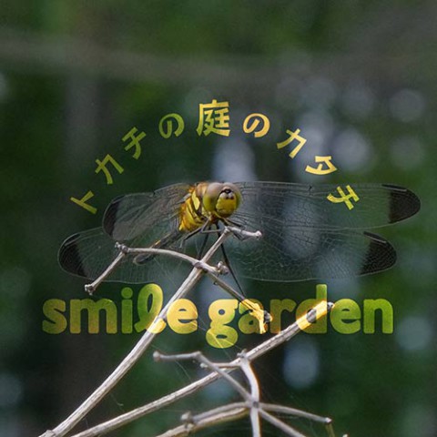 雨