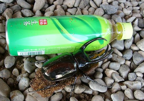 カブトムシ!デカイっ!