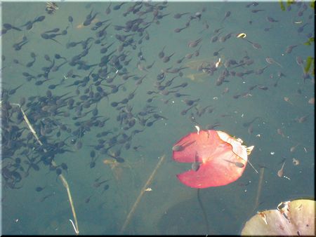 おたまじゃくしは蛙の子～