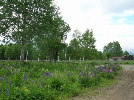 十勝三股のルピナスを訪ねて