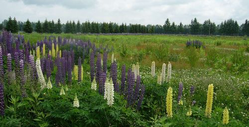紫竹ガーデンのルピナスは満開