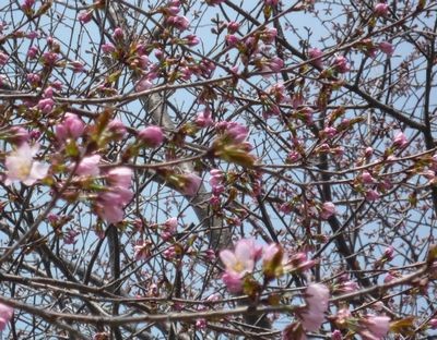 桜の開花宣言出たのかしら。