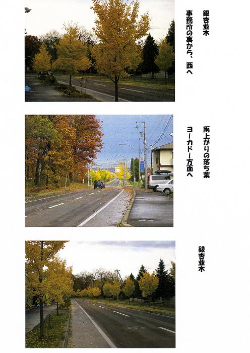 雨上がりの落ち葉