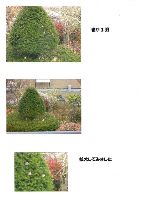 雀が3羽