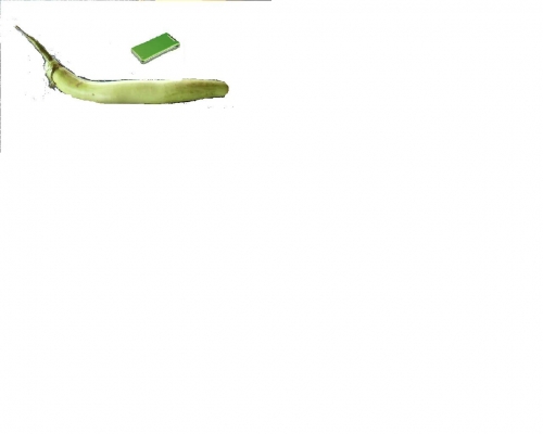 これは何???