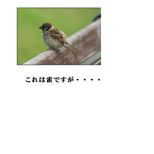 庭には野鳥が・耳には悲しいニュースが・・・