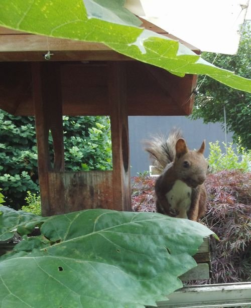 かわいい来訪者