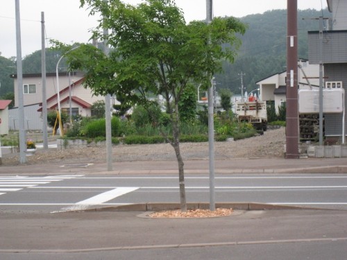 街路樹にウッドチップ