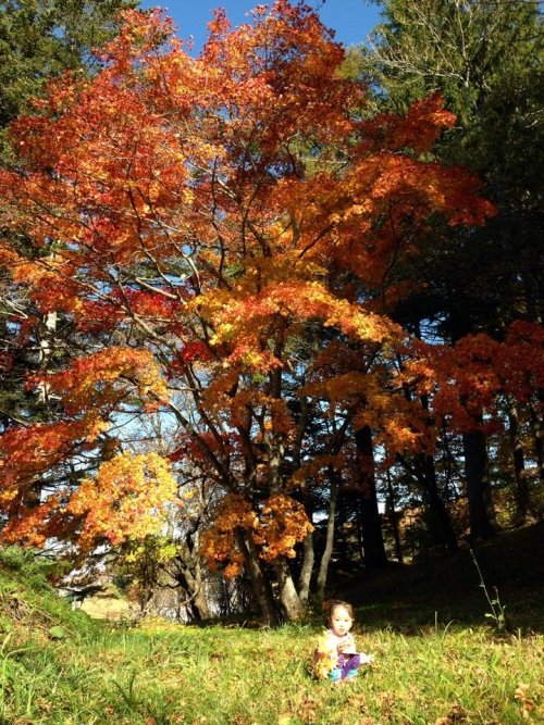 紅葉きれいです