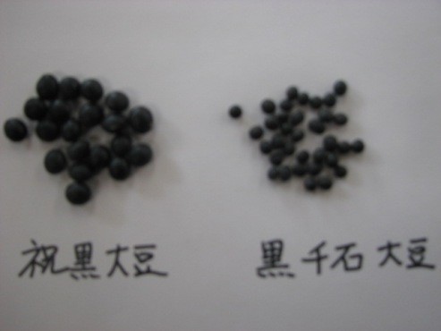 黒千石大豆
