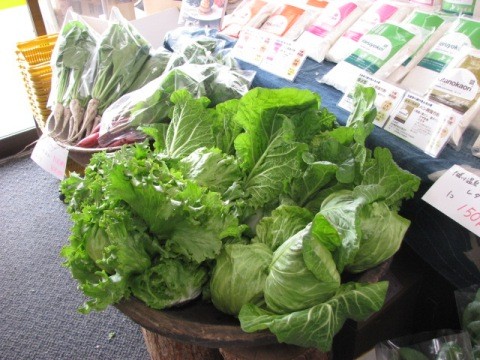 野菜が入荷
