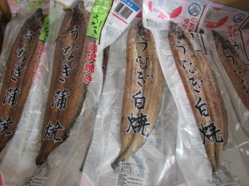 国産うなぎ入荷