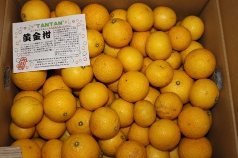 黄金柑が入荷しました