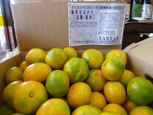 極早生みかん入荷