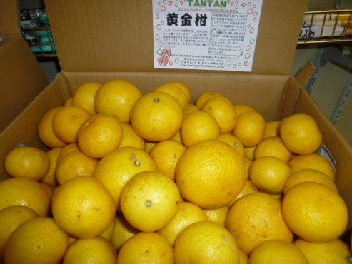黄金柑が入荷しました