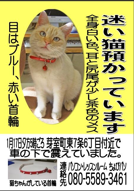 芽室で迷い猫（メス）です２