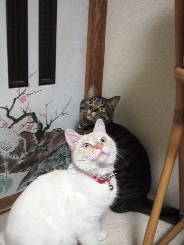 迷い猫、その後