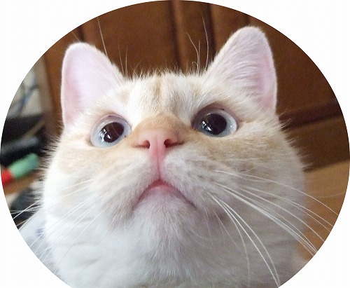 2匹の猫の様子。（あれからそろそろ10日かな？）