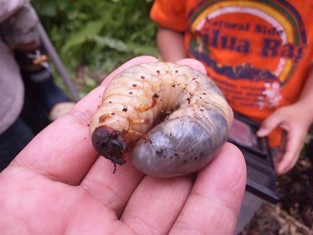 さかなとりでカブトムシ！？