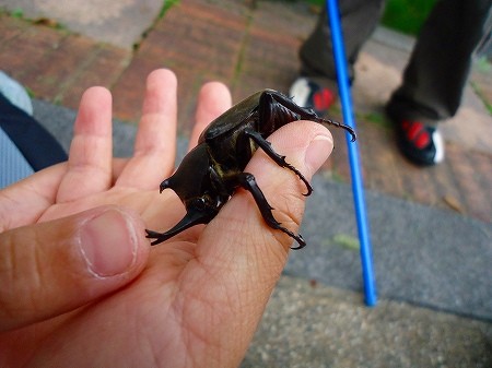 カブトムシ　とったどぉ！　と　キャンプお知らせ～