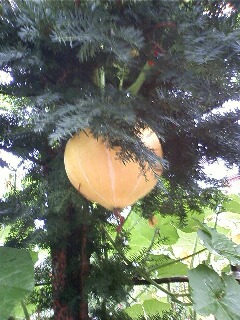 えっ！こんなところに？