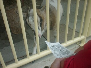 ヤギはやっぱり紙がお好き？