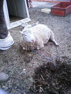 ひつじが来た～！！ｉｎ　こでまり