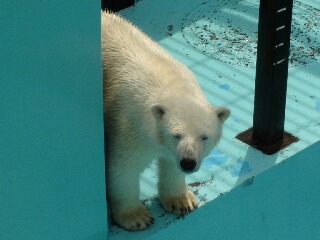たっくんの動物大好き！