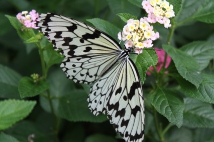 丸瀬布キャンプ　料理編