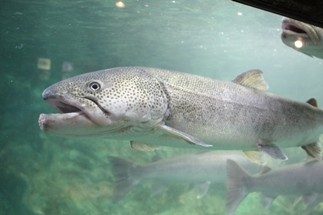 キャンプの帰り道