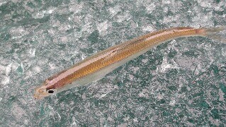 冬の思い出作りでわかさぎ釣りへ