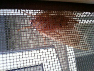 今年のマイマイは大きい?