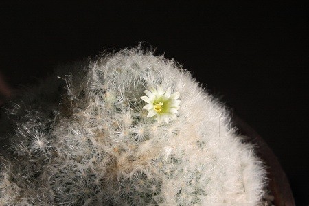 今年も咲きました＾＾