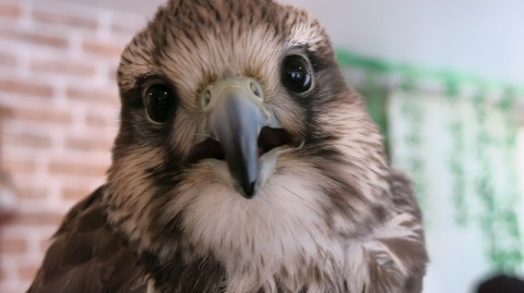 札幌のフクロウカフェ