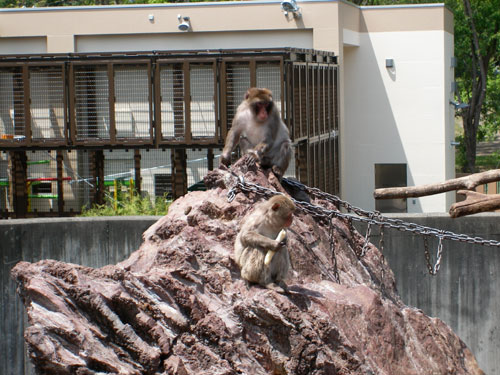 サル　/　帯広動物園