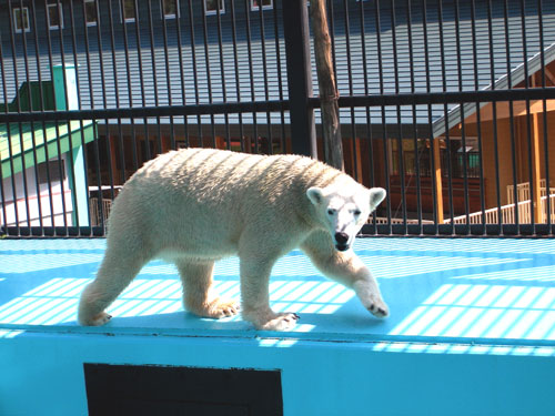 ピリカ　/　帯広動物園